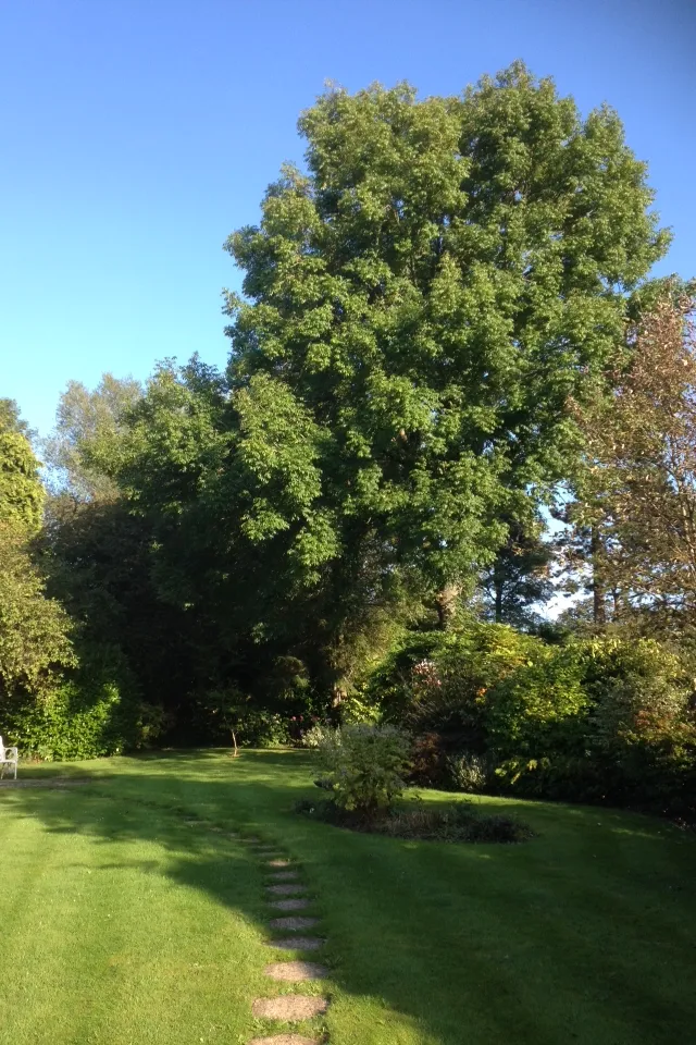 Before - large tree prior to crown reduction